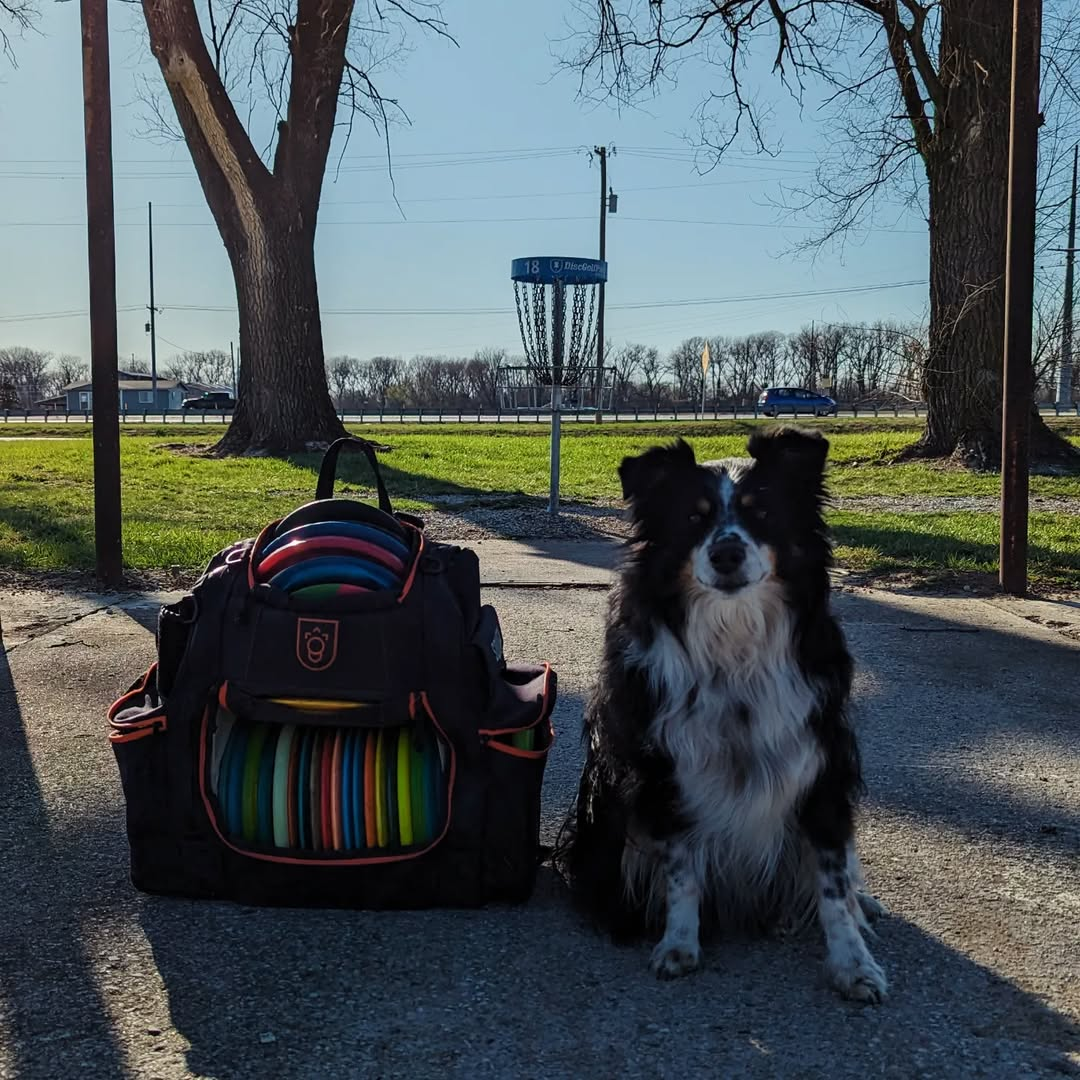 Coach Beau, the mini Australian Shepherd
